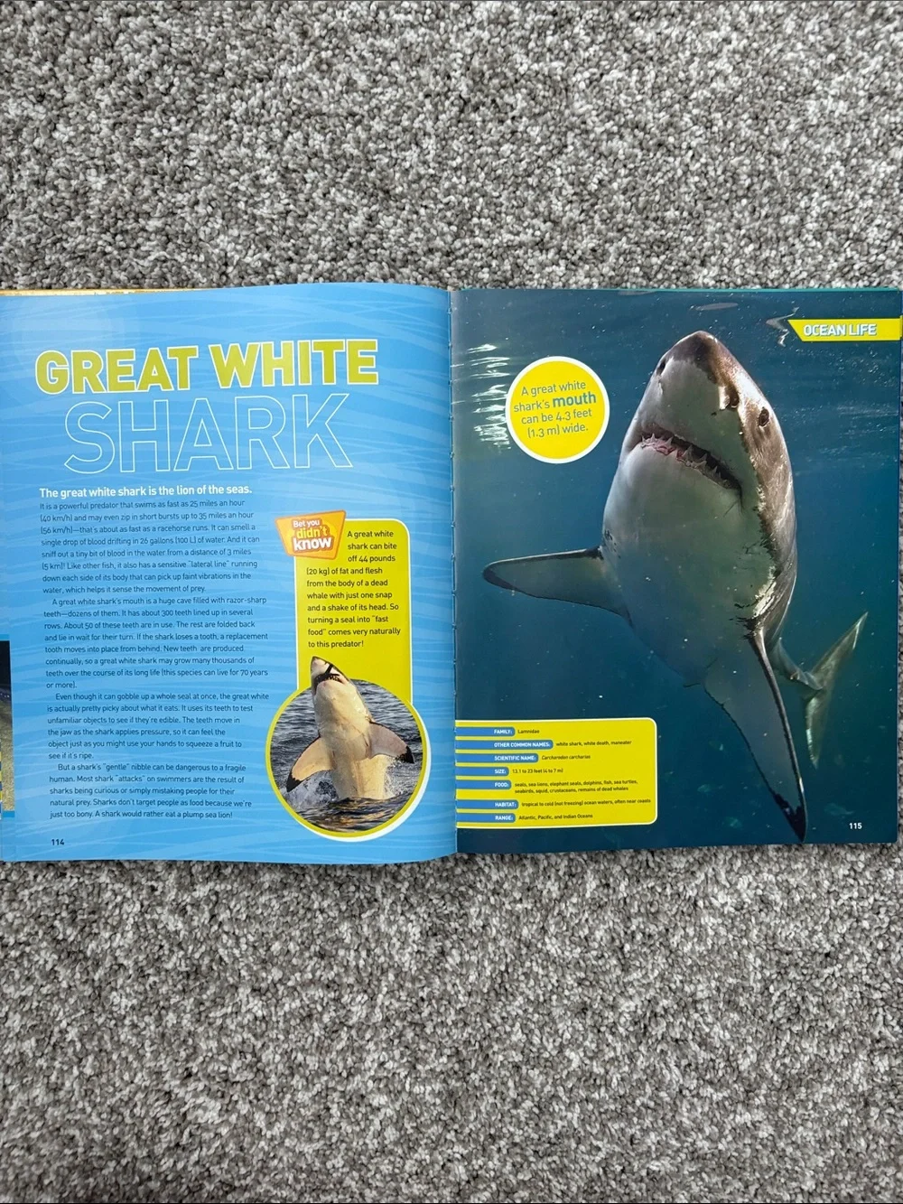 National Geographic Ocean-Pedia Kids Book - Blue & Yellow Cover